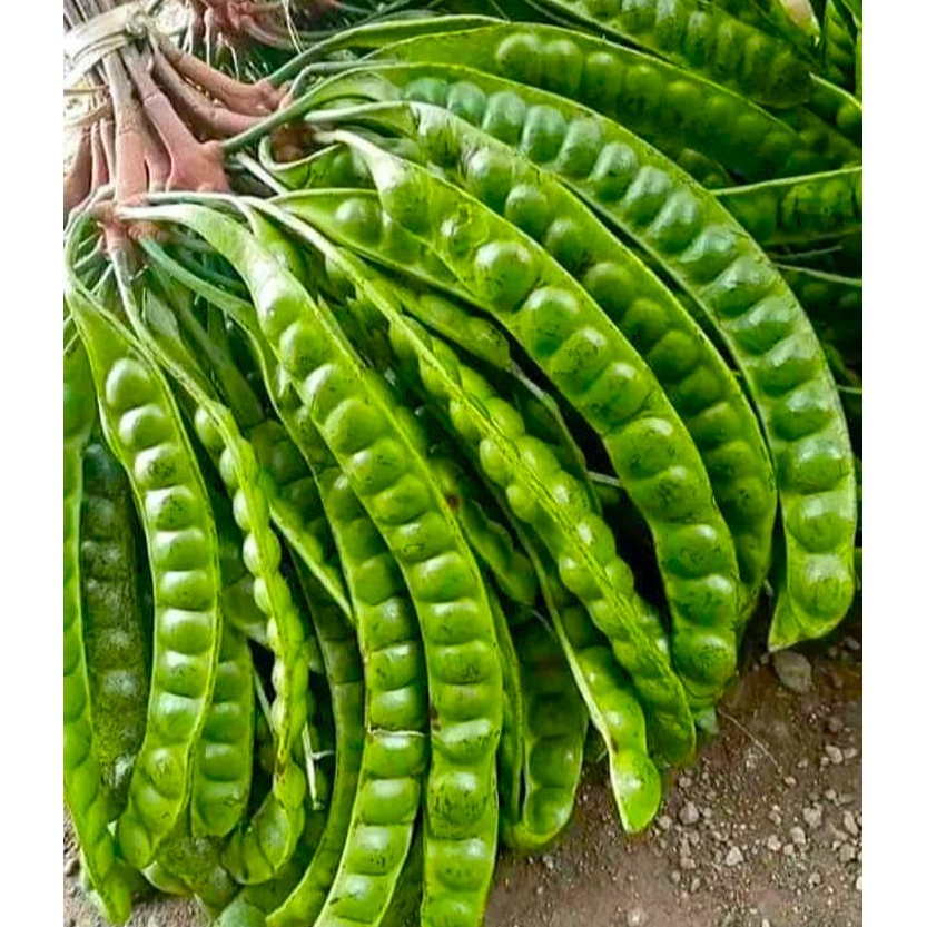 

PETE WONOGIRI SUPER BIJI GEDE (per 5 papan/lonjor) paket murahhhh