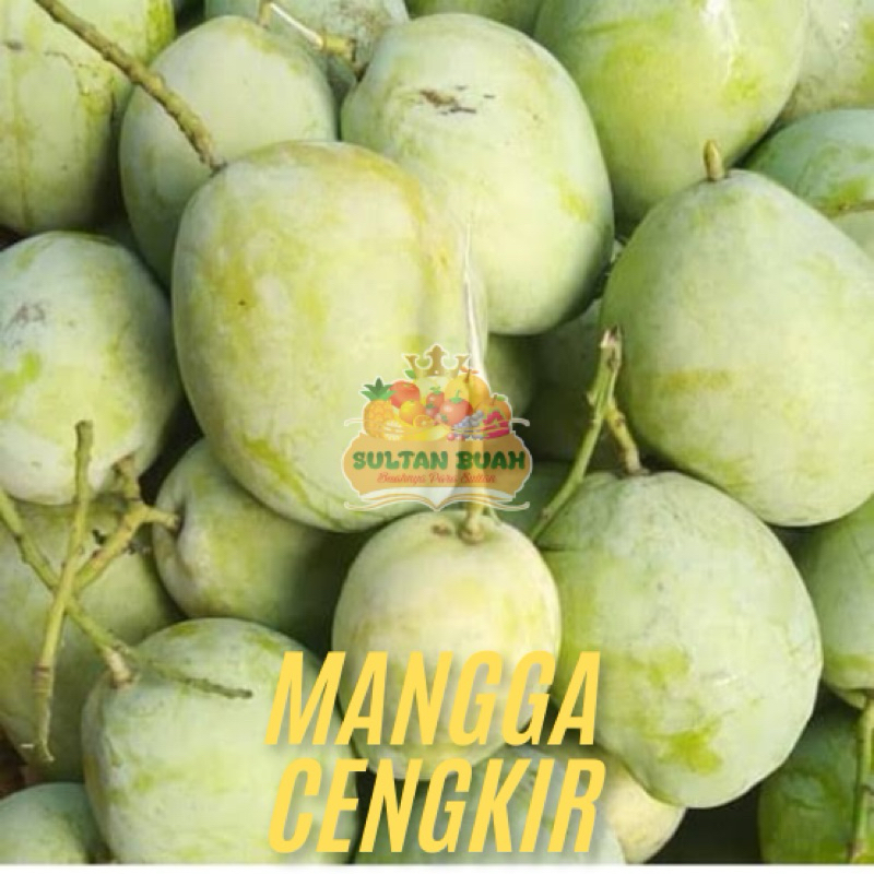 

(KHUSUS PENGIRIMAN INSTAN DAN SOMEDAY) MANGGA CENGKIR