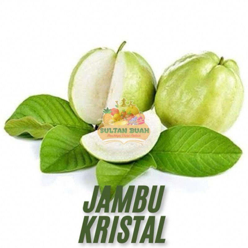 

(KHUSUS PENGIRIMAN INSTAN DAN SOMEDAY) JAMBU KRISTAL