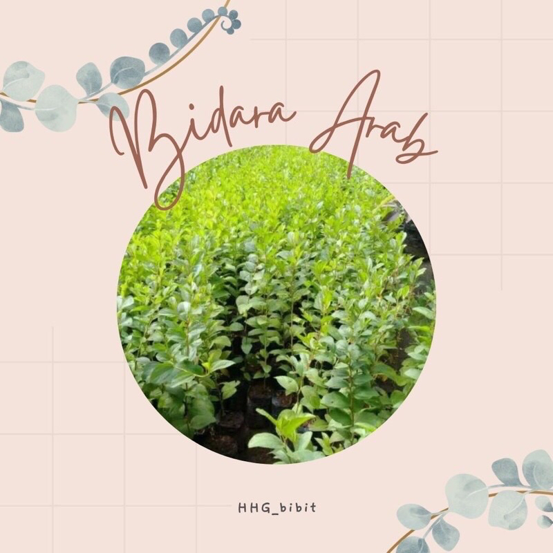 Bidara arab asli & biji bidara