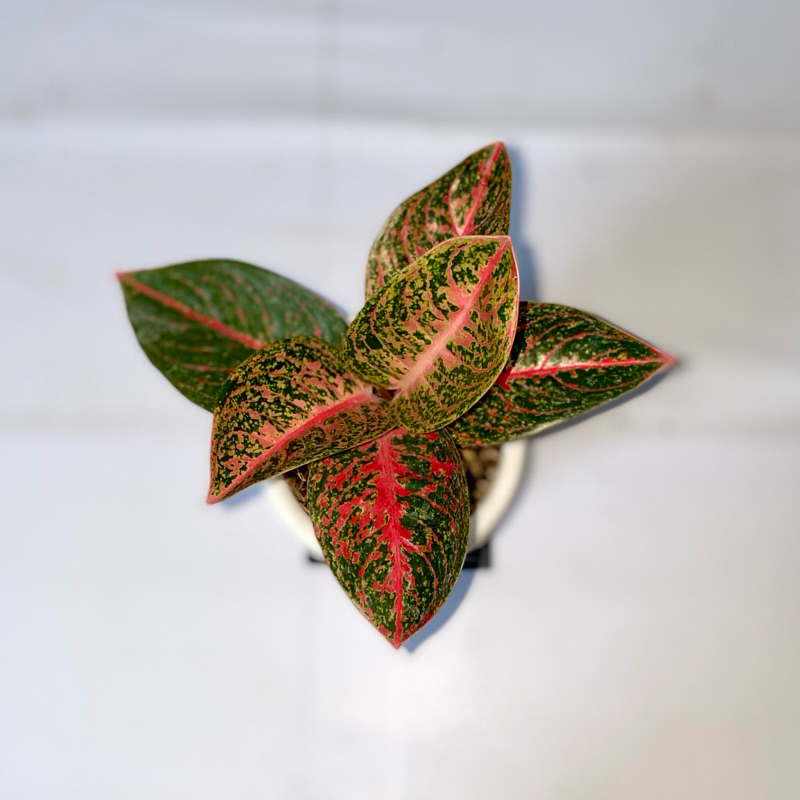 Aglaonema Arini