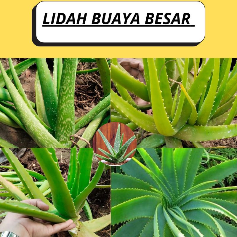 Lidah buaya asli 100%, Lidah Buaya jumb0, Lidah buaya Asli