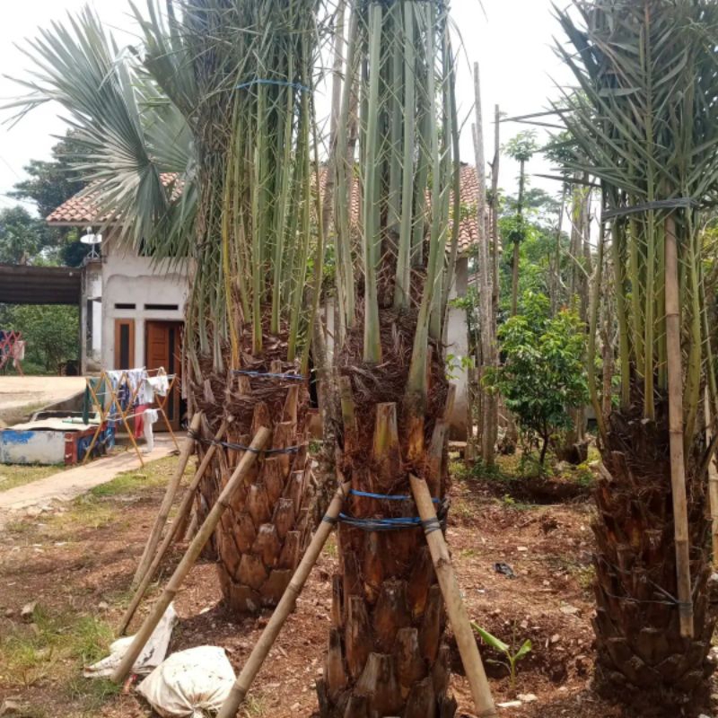 JUAL POHON KURMA AJWA / POHON KURMA