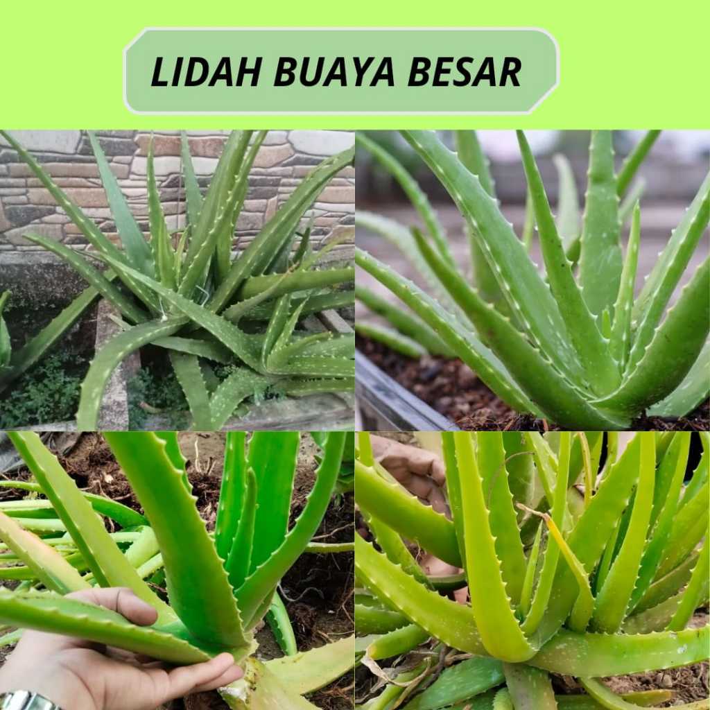 Lidah buaya kecil, Anakan lidah buaya, Lidah buaya mini