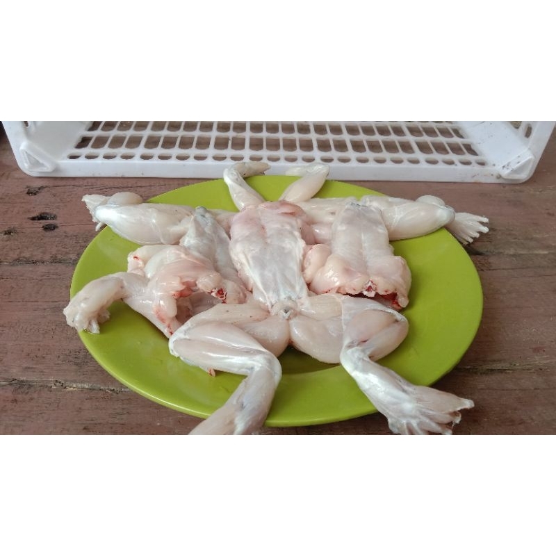 

Daging kodok swike (American Bullfrog) Fresh