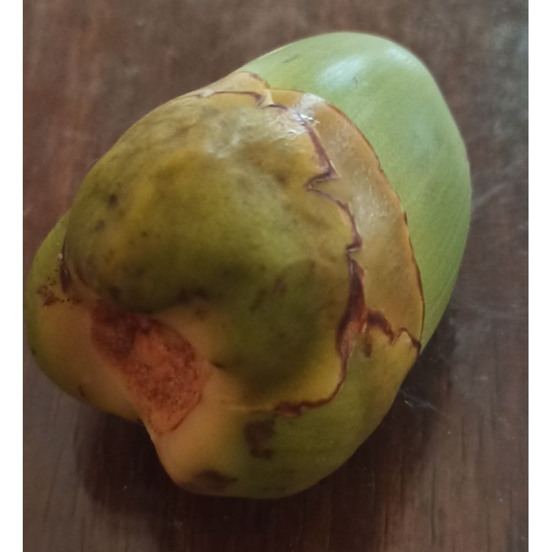 

beluluk kelapa