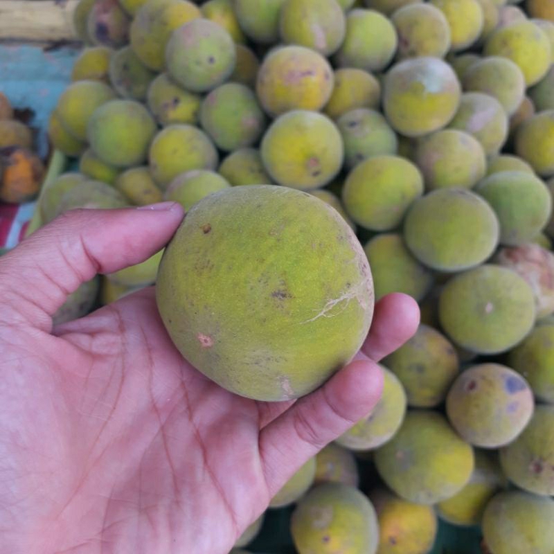 

kecapi daun seger 1kg