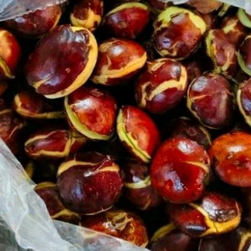 

Jengkol tua 1kg