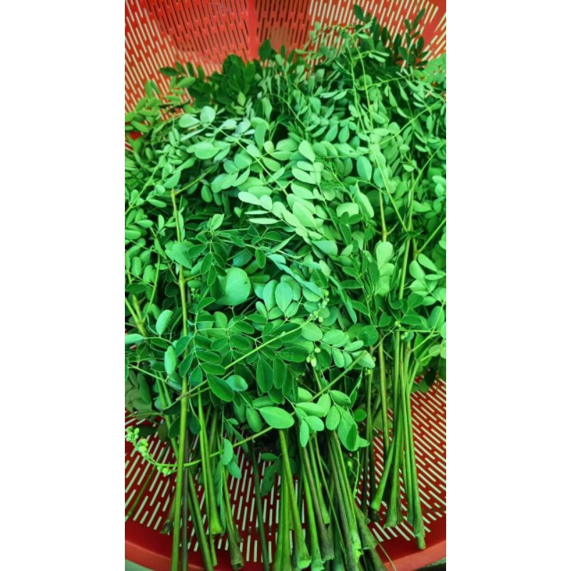 

DAUN KELOR SEGAR free 100 grm