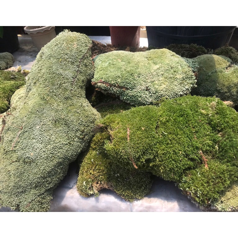 media tanam mos hutan lumut pinus kemasan karung 25kg KODE W1F1