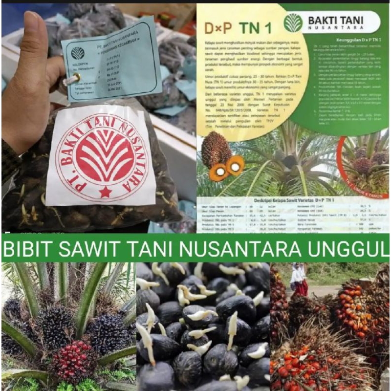 Benih Bibit Sawit DXP TANI NUSANTARA ORIGINAL SERTIFIKAT