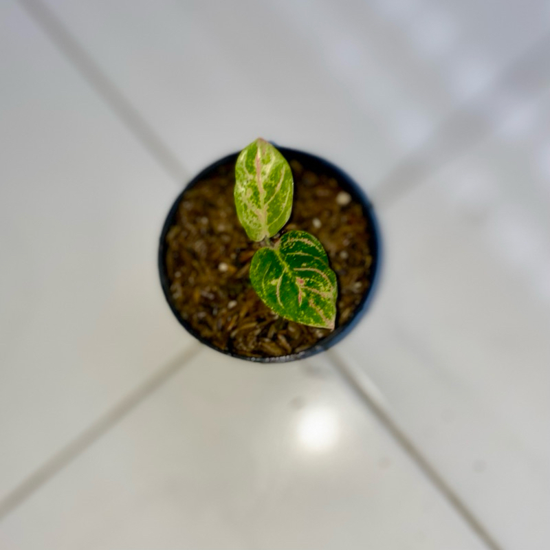 Aglaonema asri merah