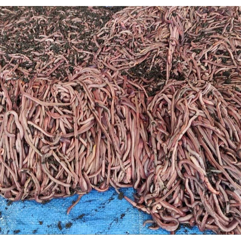 cacing merah umpan mancing lele fresh 1000 ekor bersih