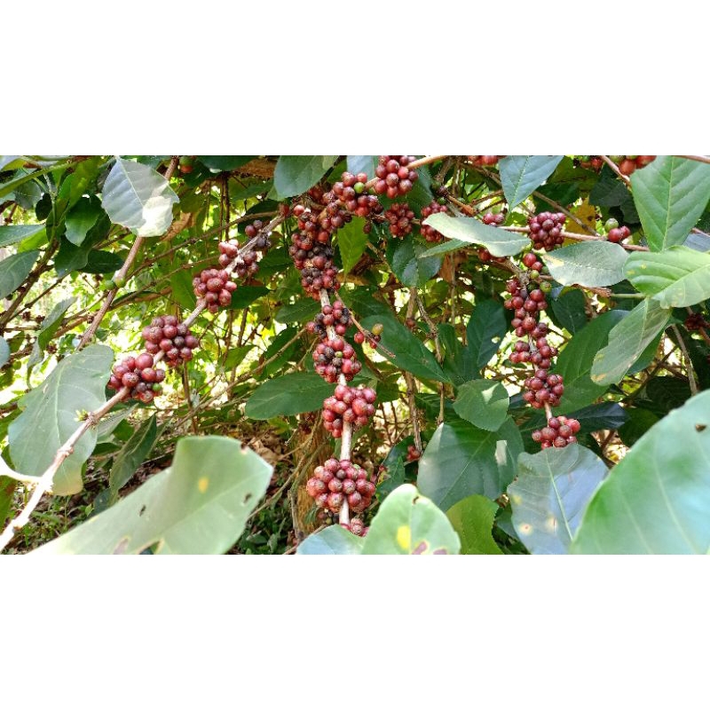 

Kopi rasa khas sumanding