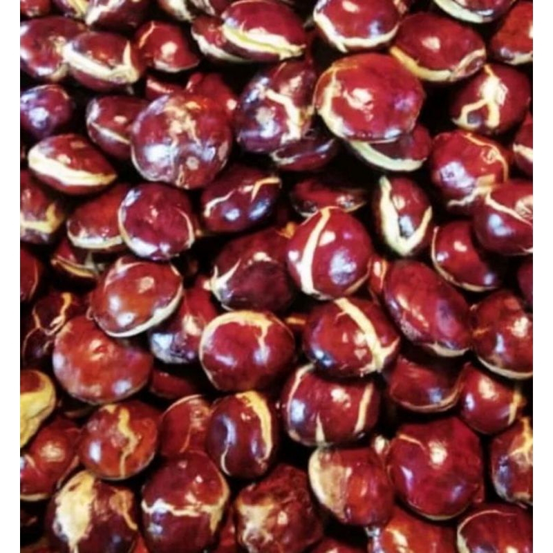 

JENGKOL PULEN HASIL KEBUN SENDIRI