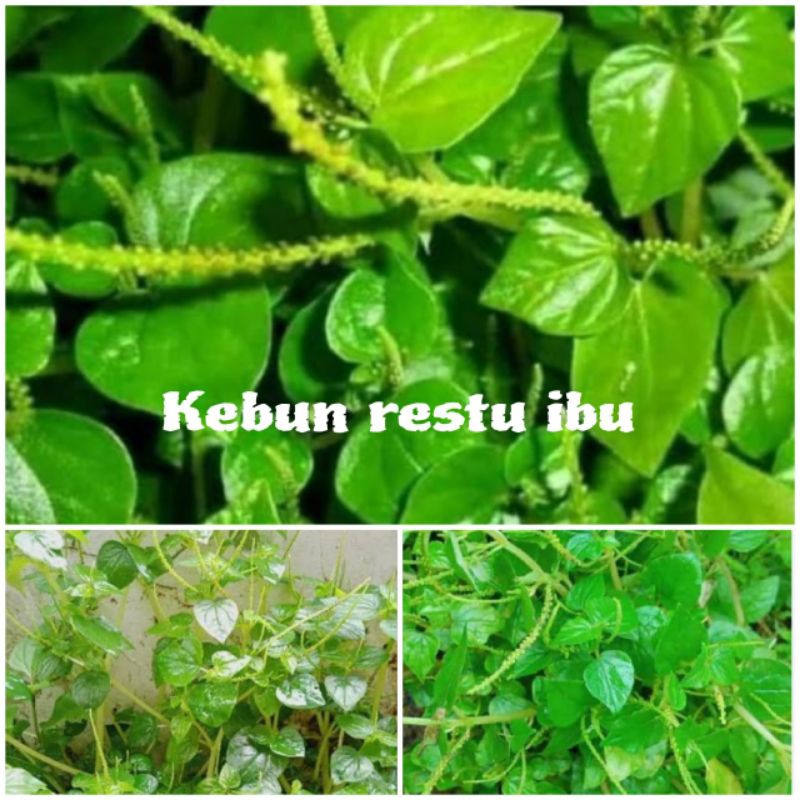 

Promo daun sirih cina/ketupang air segar 250gr