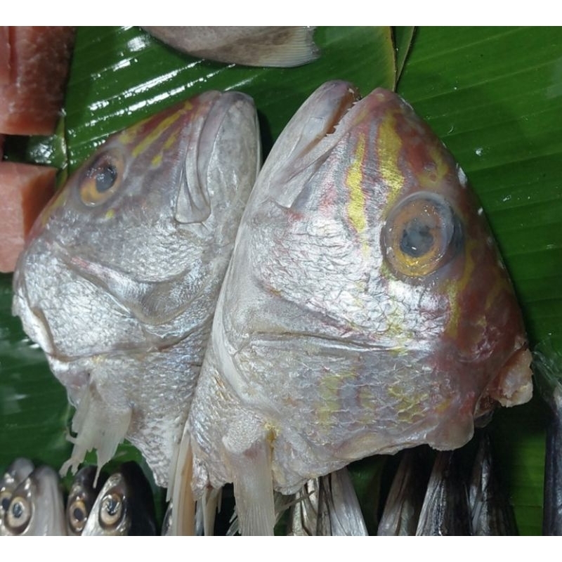 

kepala kakap segar 1pcs ±500gr