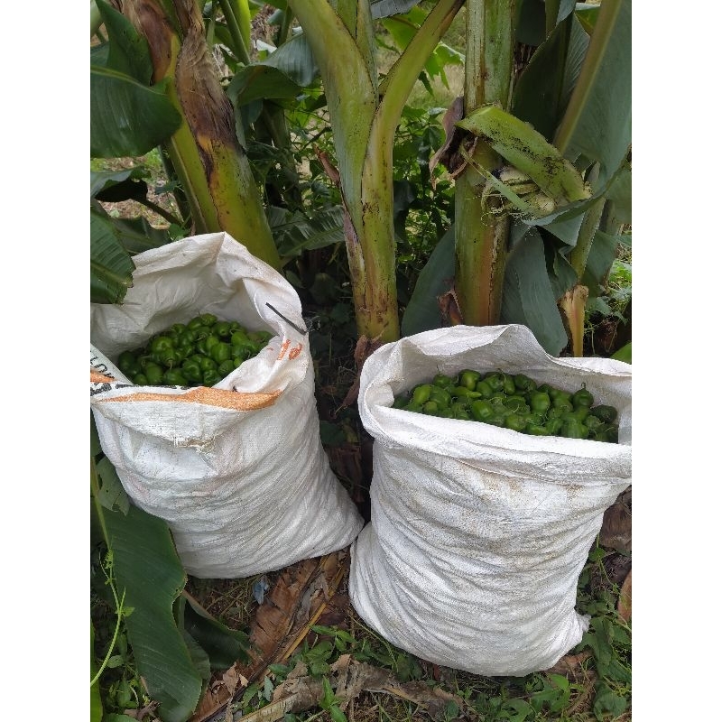 

Cabe Gendot Bandung 1 kg (promo terbatas)