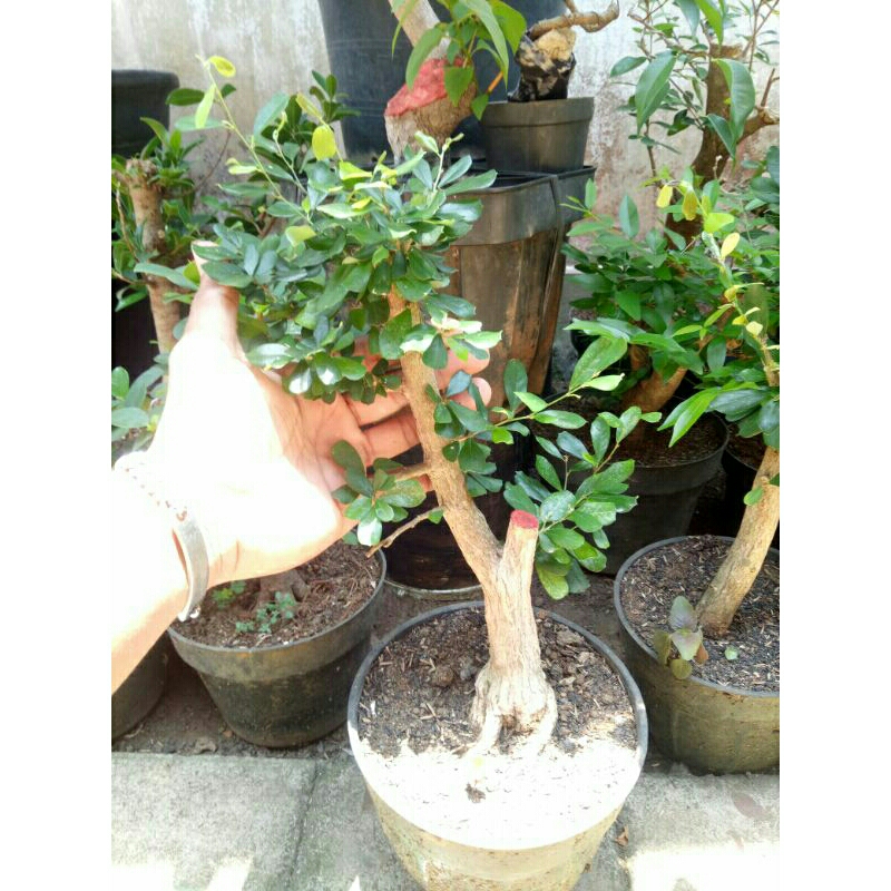 bahan bonsai saeng simbur lokal