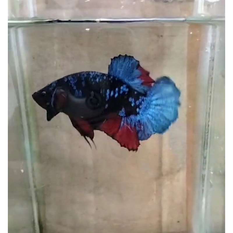 ikan cupang Avatar Gordon