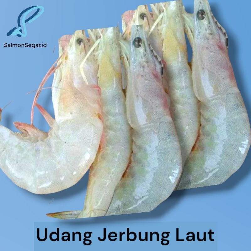 Udang Laut Segar - Udang Jerbung