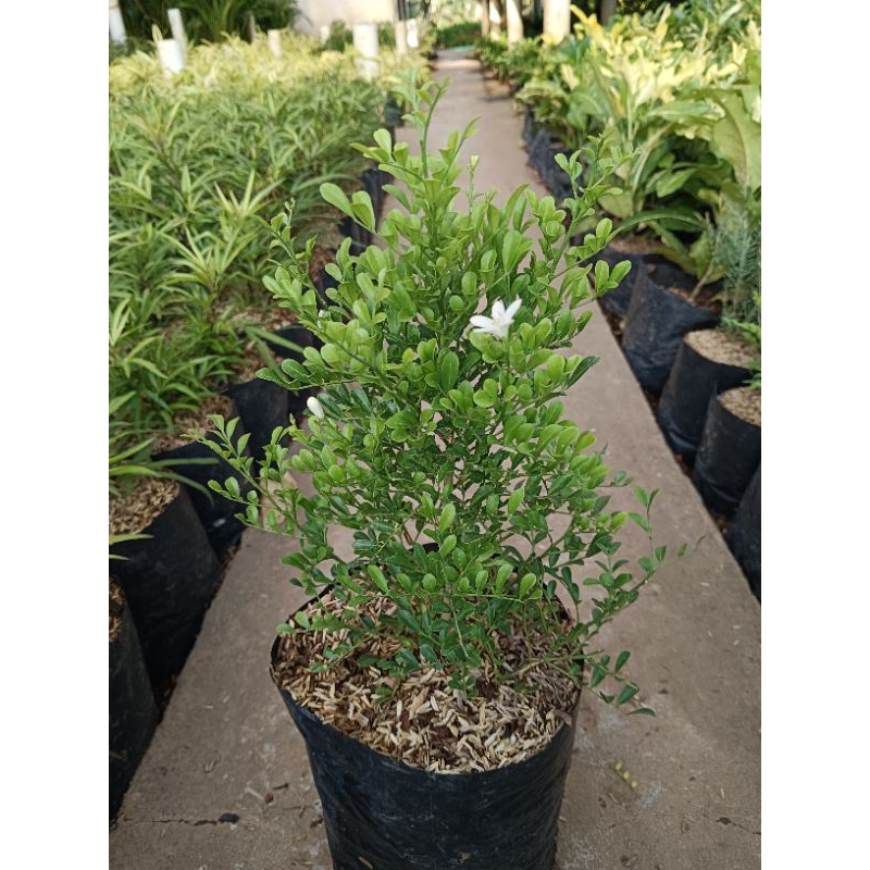 BUNGA MELATI KEMUNING MIKRO SUPER WANGI DAUN KECIL