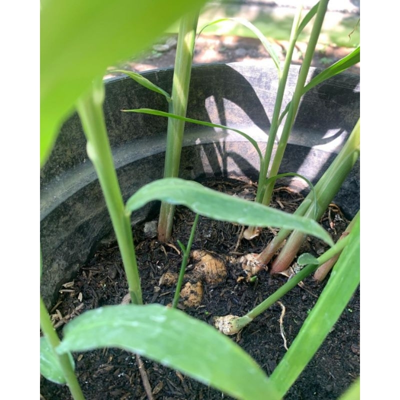

Jahe asli 1kg kualitas super