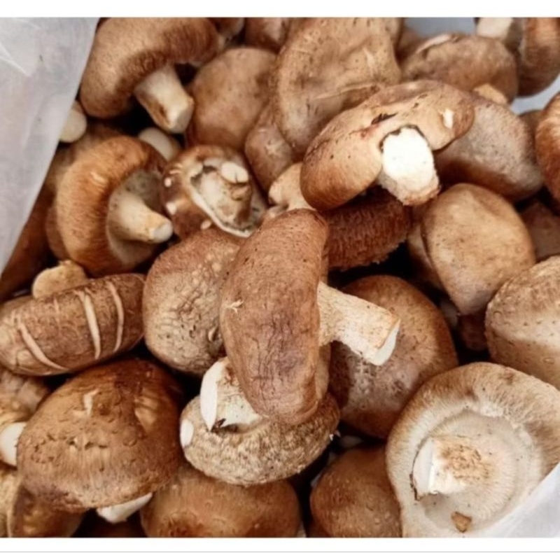 

Jamur Shintake 200gr brayamart