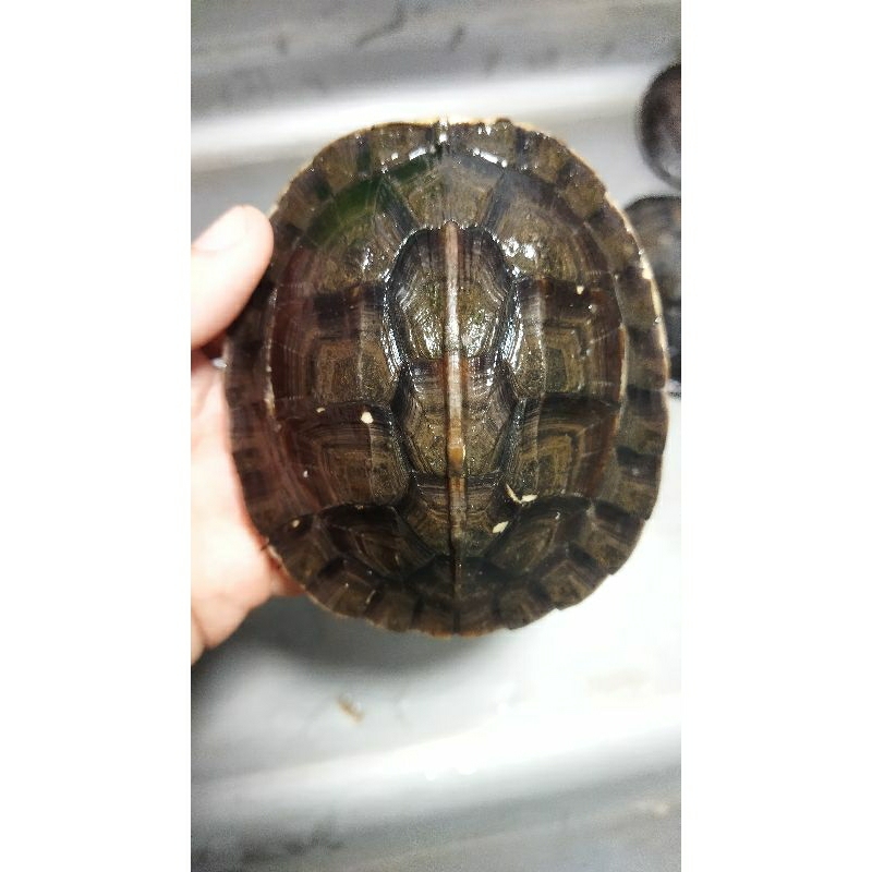 Ambon Ceper Sulawesi Lokality Sulteng