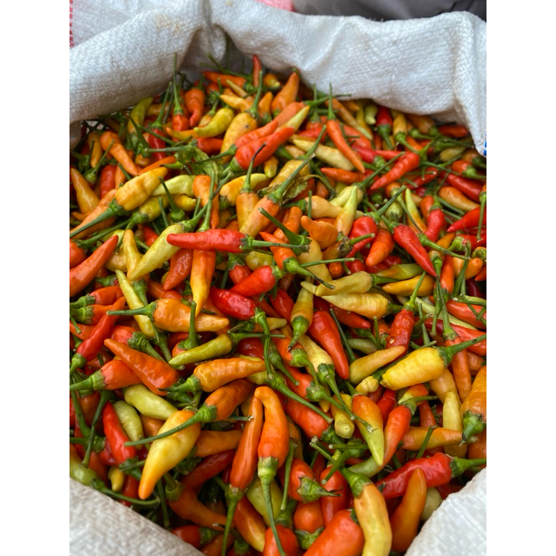 

cabe lengkong