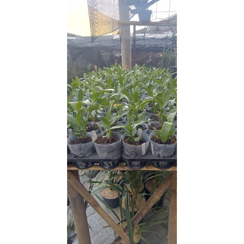 anggrek-dendrobium-keriting-remaja(hybrid)