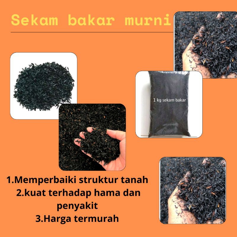JAMIN ASLI..! Sekam Bakar Murni Halus