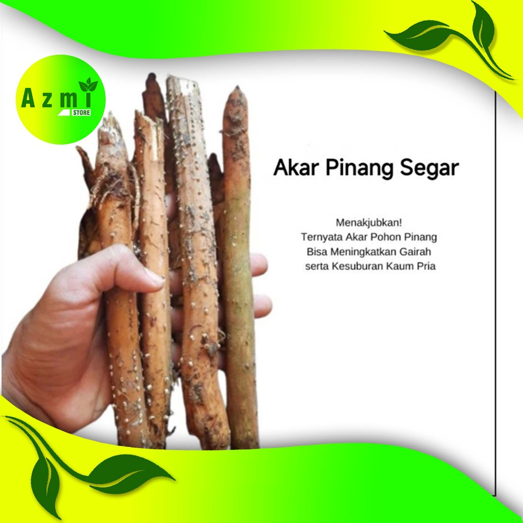 

terbaik akar pinang segar 100 gram