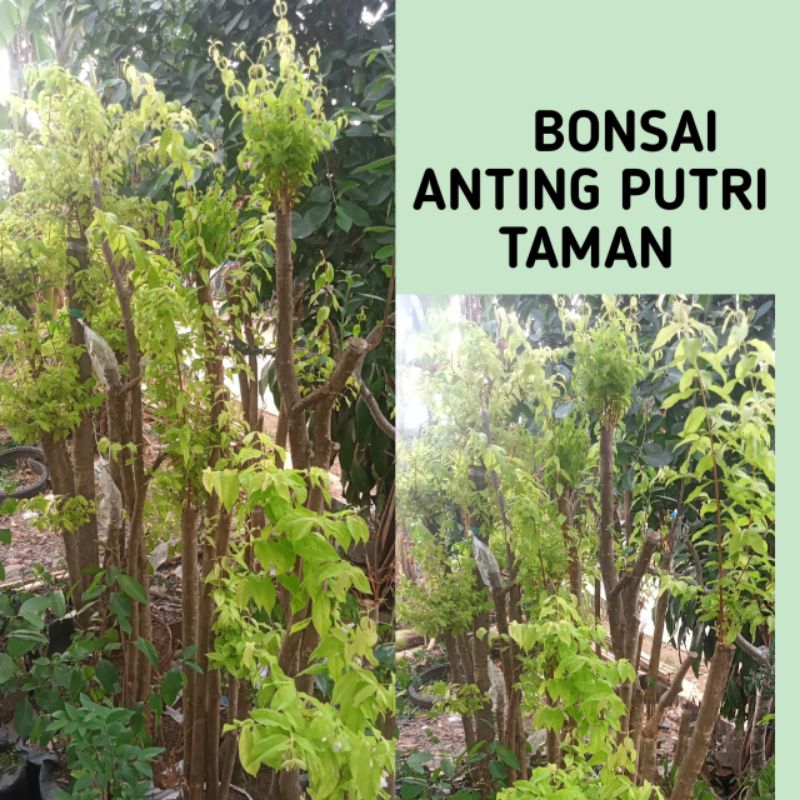 BONSAI ANTING PUTRI TAMAN 1,5 METER