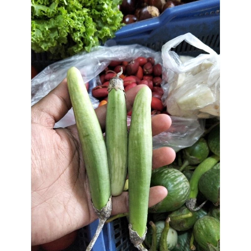 

TERONG MEDAN / TERONG TELUNJUK FRESH