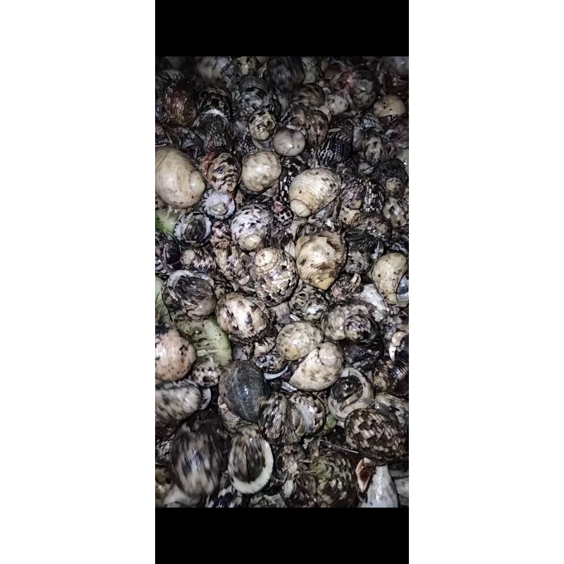 Mainan edukasi kelomang 1kg