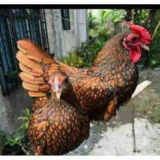 telur ayam hias batik kanada dan italy