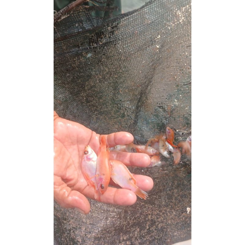 

ikan nila uk.7-8cm (bungkus korek kayu)