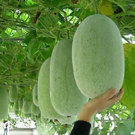 

Cuci Gudang Buah Kundur Winter Melon Beligo Baligo Bligo Blonceng Benincasa Hispida