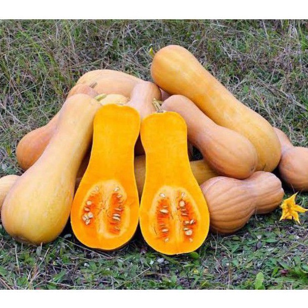 

Ready Bermutu Butternut squash Labu Madu pumkin