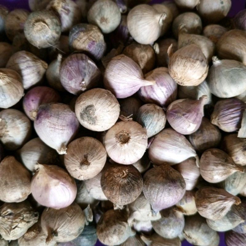 

bawang putih tunggal, bawang lanang original 500gr dan 1kg