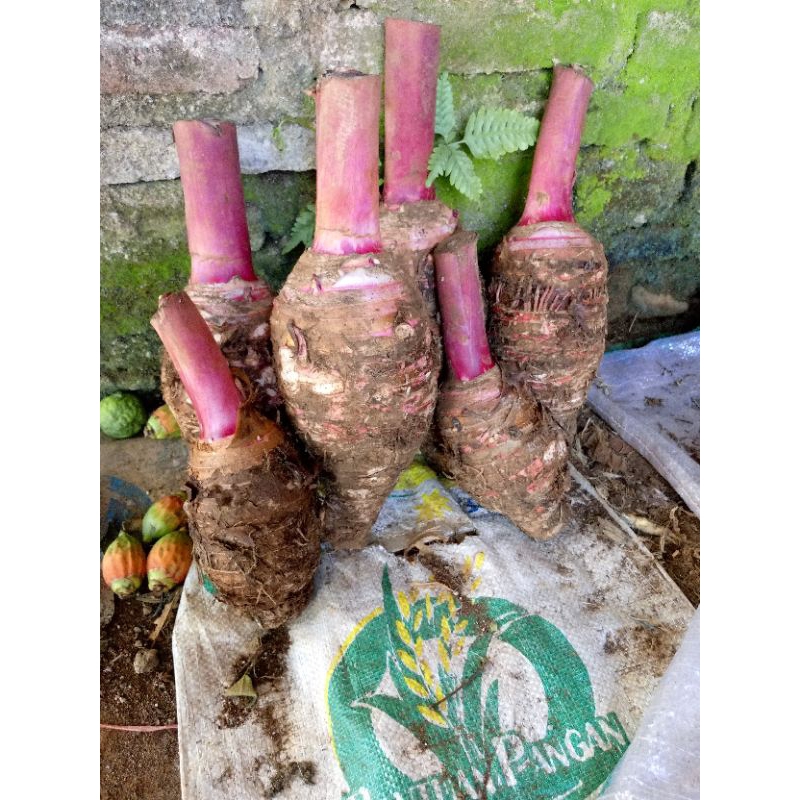 

talas bogor/talas ungu/bentul pratama 3, 1kg
