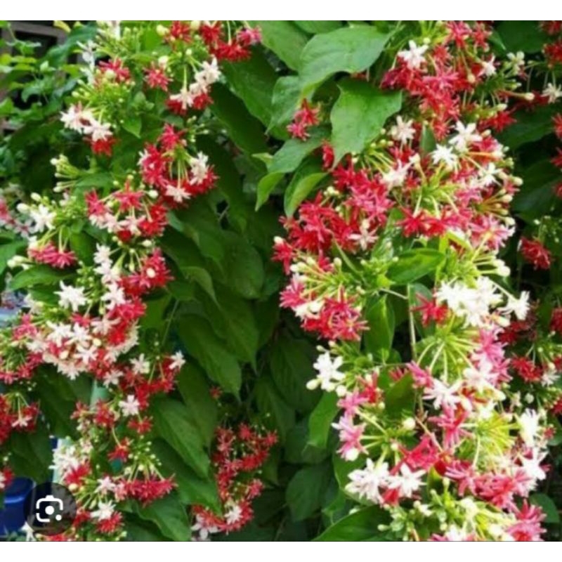 Melati Belanda Tumpuk Wangi