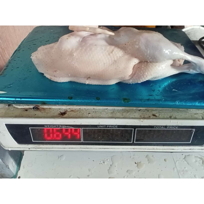 

BEBEK HYBIRD