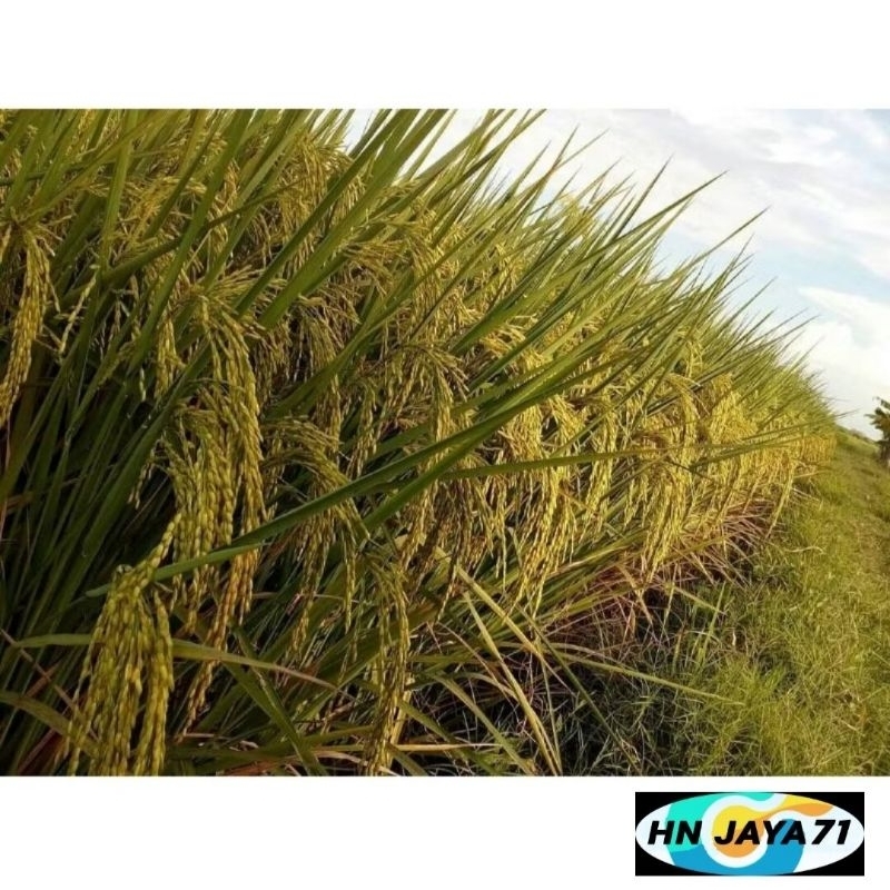 BENIH PADI 2 TONGKOL KEMASAN 5KG