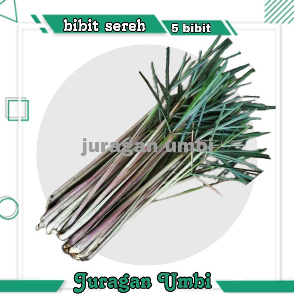 

Bibit Sereh Bumbu Dapur Isi 5 Pcs