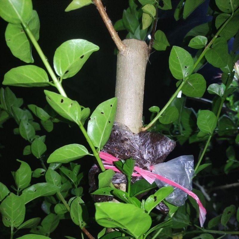 bibit untuk membuat bahan bonsai sancang dari stek dan cangkok untuk program bonsai mame,shito dan i
