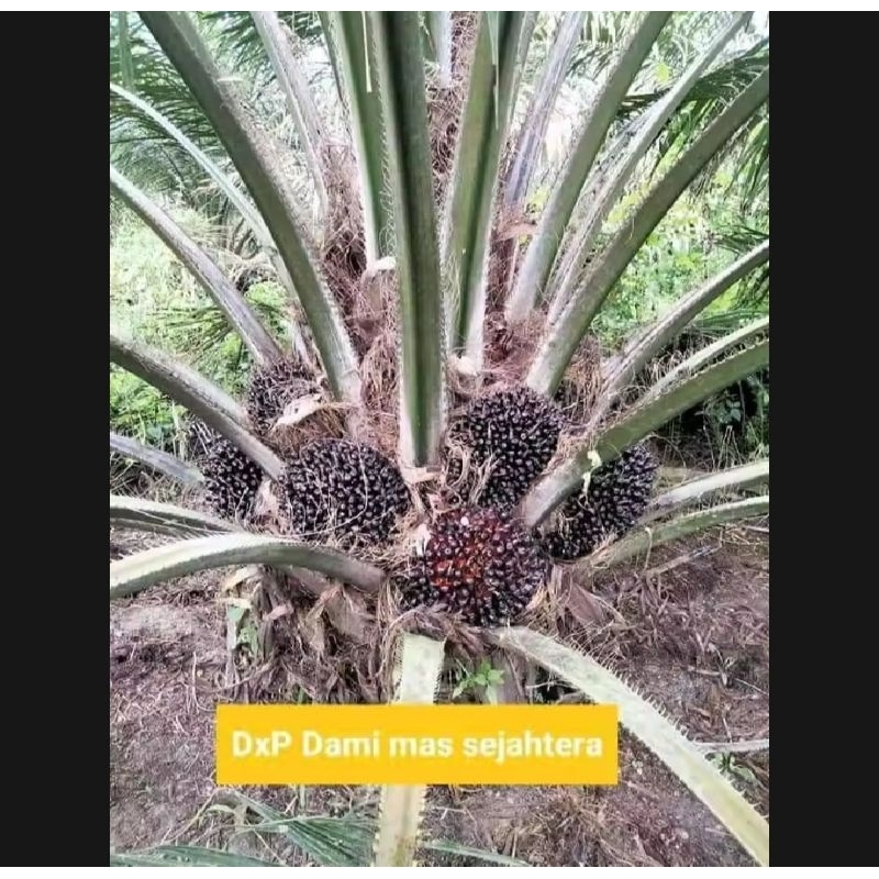 Benih Sawit UNGGUL DXP DAMIMAS asli BERSERTIFIKAT