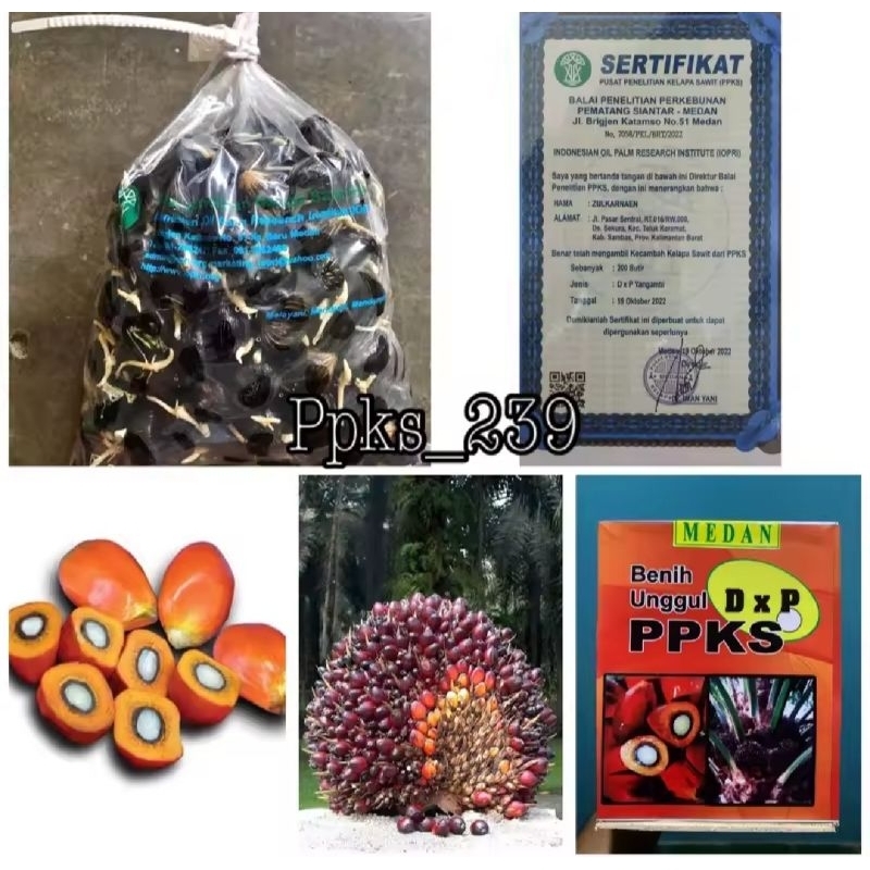 Benih Bibit Sawit PPKS DXP 239 ASLI MEDAN pelepah pendek