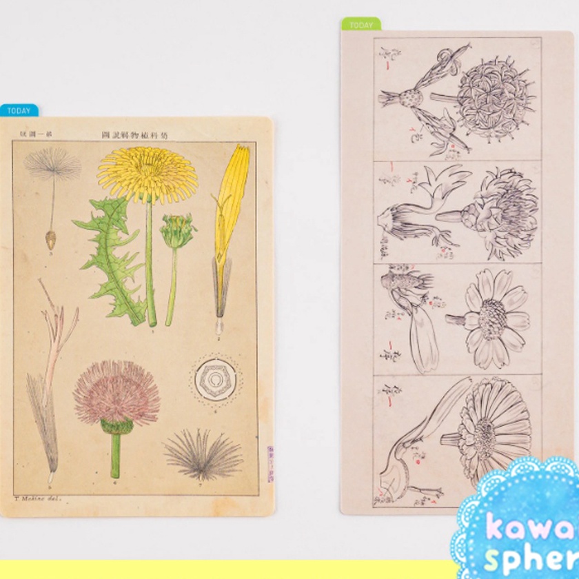 

FG2 Hobonichi Pencil Board Underlay Tomitaro Makino Botanical